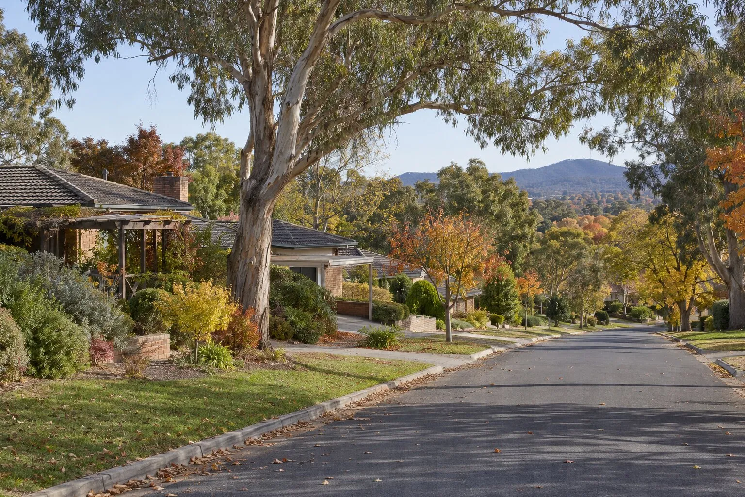 Carpentry, Canberra: a leafy Woden Valley street of 1960s brick-veneer homes under mature trees